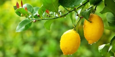 Tips on Sustainable Growth