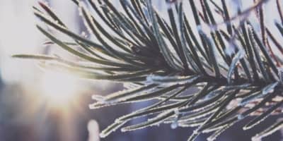 40% of Consumers to Christmas Shop on Mobile
