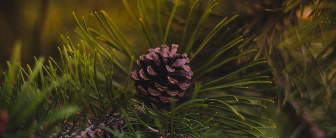 Choosing Your Office Christmas Tree - Fleximize