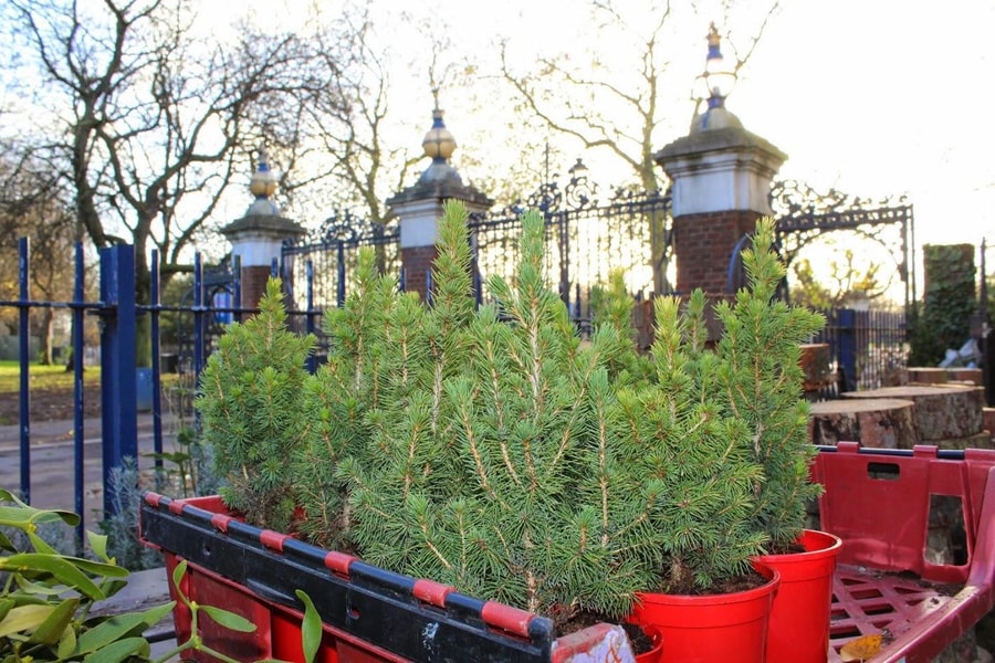 Mini Christmas trees are great for smaller work spaces. Plus, they're very cute.